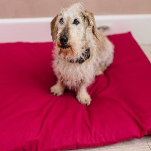 Best bed for Sausage Dog I Dog bed for dachshund I Dog beds for dogs with arthritis