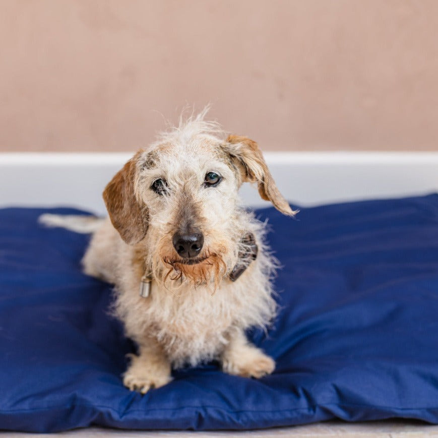 Dog Bed Duvet & Dog Bed Duvet Cover Dog bedding anti anxiety The