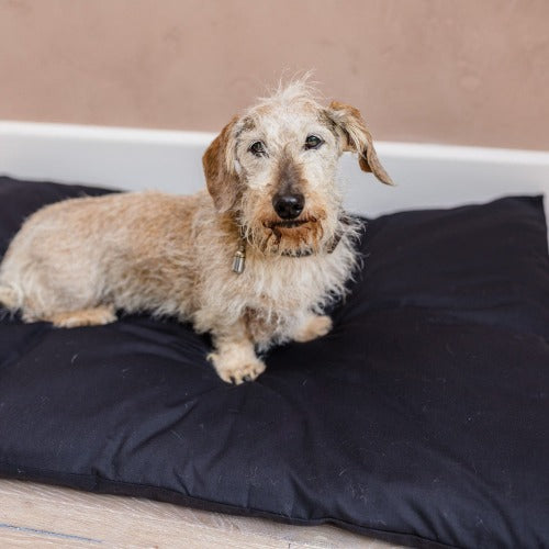 Dog Duvet & Dog Duvet Cover The Big Little Duvet Company
