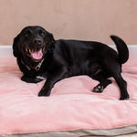 mattress for dog bed I travel dog bed for car I stress beds for dogs