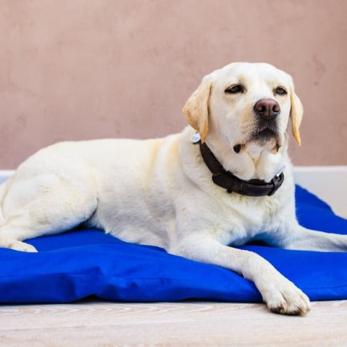 dog beds for labradors I calming beds for dogs I  unique beds for dogs