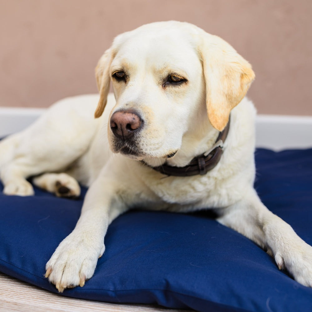 Settle Mat for dogs I Dog  bed for labrador I Dog bed for car I dog beds for car I large Dog bed I extra large dog beds