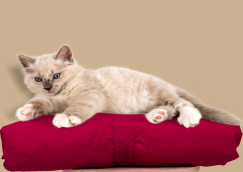 Cat Bed Mats - Burgundy Polycotton