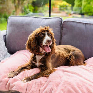 Sofa beds for dogs I dog beds for the sofa I luxury faux fur dog bed