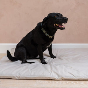 dog duvet I duvet for dogs I dog duvets I  doggy duvet