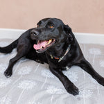 Mattresses & Duvets for dogs I dog bed for car I beds for large dogs uk