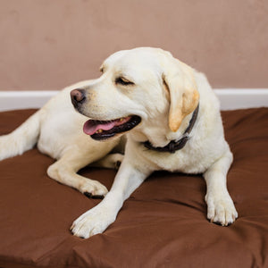 orthopaedic beds for dogs I dog bed for arthritis I dog beds for cars