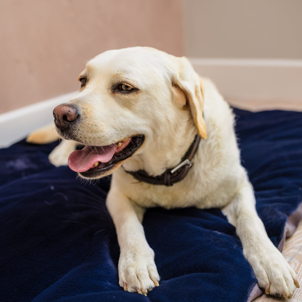 Luxury dog beds for large dogs I dog beds & mattresses I fuax fur dog beds for large dogs