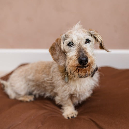 dog bed for dachshund I dog bedding for crate I dog beds for older dogs uk