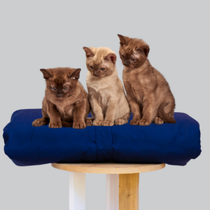 Cosy Bed baskets for cats and kittens I Shop comfy cat beds I Luxury cat beds